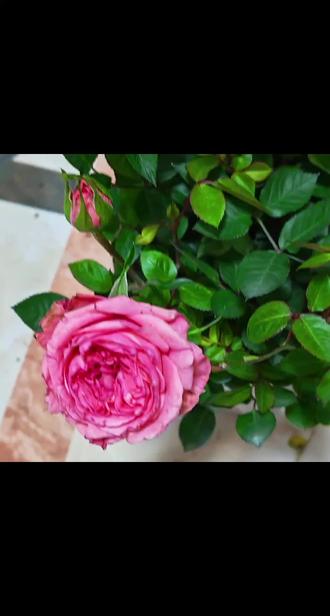 六下数学
一单元圆柱 圆锥
A卷附加题