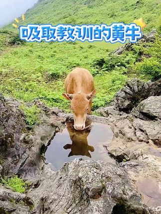 #牛#动物世界#万物皆有灵性