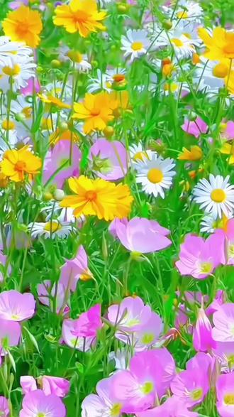 七彩格桑花室外花种籽子四季播种开花波斯菊花籽庭院花卉种子大全#七彩格桑花种子 #七彩格桑花花籽 #花海种子 #庭院花卉 #阳台花卉 @抖音热点 @巨量千川