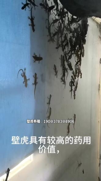 壁虎合法养殖#养殖技术交流