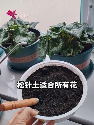 #家庭养花 #松针土