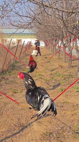 河南斗鸡日常训练,科目三河南斗鸡荡秋千,#河南斗鸡 #中原斗鸡 #万物皆有灵性请善待每一个生命 #农村原创视频 #斗鸡养殖