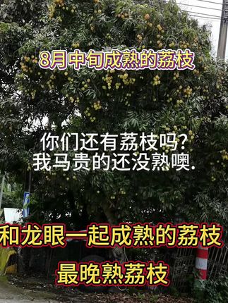 迟熟荔枝,果大,鲜甜多汁,肉厚,喜欢的种上几颗,马贵荔也叫八月红,最晚熟品种#马贵荔 #迟熟荔枝 #三农 #果树苗 #三农种植