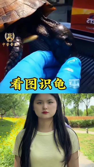 #乌龟 #乌龟🐢 #养龟人 #养龟日常 #新农人计划2026 @DOU+小助手