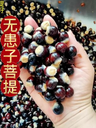 #无患子 #无患子手串 #无患子天然洗护 #无患子打孔器 #无患子果