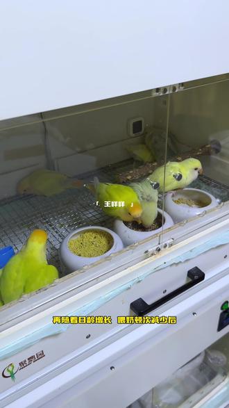 📝牡丹鹦鹉学吃攻略|教会小可爱自主干饭🍚#牡丹鹦鹉 #手养鹦鹉 #鹦鹉鹦鹉萌萌哒逗鹦鹉 #萌宠出道计划 #神奇的动物在抖音