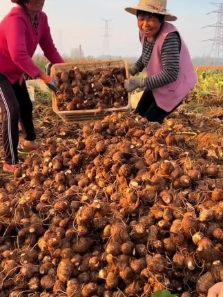 他可不是一般的芋头,果肉绵软细腻,口感软糯,入口如牛奶般丝滑,所以得名牛奶小芋头!#牛奶芋头#芋头 #优质衣产品