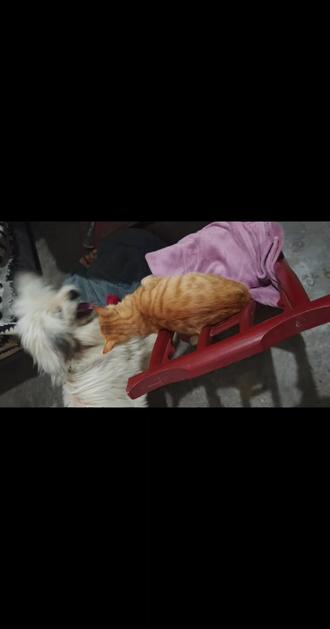 gif表情包挑战,不服来挑战#家有毛孩子 #日常vlog