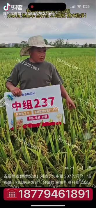 早稻常规圆粒中组237