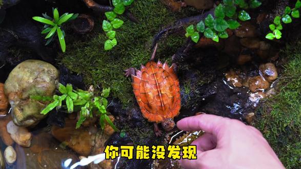 视频拍完了才发现有只蚂蚁在搬运龟粮。
#水陆缸 #溪流缸 #同龟鱼静 #生态龟缸 #枫叶龟
