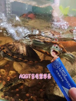 想要跟乌龟互动性好,可以用这个乌龟营养条#龟粮 #乌龟营养条
