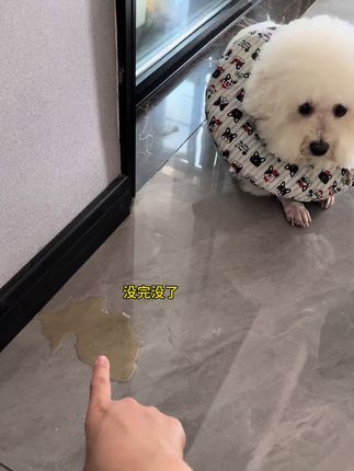 真的太方便了,只是你没发现!!#萌宠好物 #内容过于真实 #宠物吸尿纸