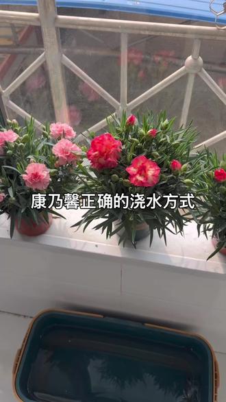 康乃馨正确的浇水方法#花卉绿植 #花卉基地