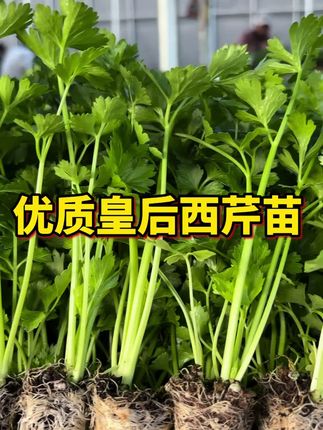 四季可种植的水果芹菜苗开始上新了,喜欢的你也种几棵吧#种植小技巧 #三农 #农业 #抖音助农 #新农人计划2023