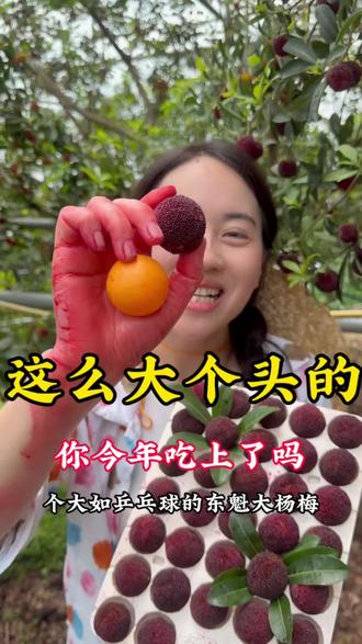 又到了吃#杨梅 季节了,高山上的东魁#杨梅熟了,每天现摘空运直达,特别新鲜,#口感非常好 爱吃杨梅的家人们不要错过#杨梅季 #新鲜应季水果