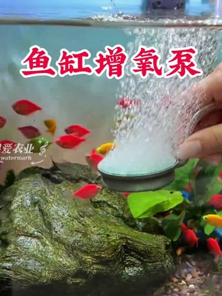这可不是一般的氧气泵,而是停电也能用的USB增氧泵!#鱼缸 #养鱼 #增氧泵 #养鱼增氧#新手养鱼