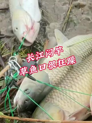 长江闷竿守大草,全程颗粒打窝颗粒钓,口很狂躁,爆护的一天啊,奈何只能完半天,12点必须撤,没办法下午要上班#闷竿 #闷竿钓法 #流水闷竿 #闷竿钓草鱼 #闷竿线组