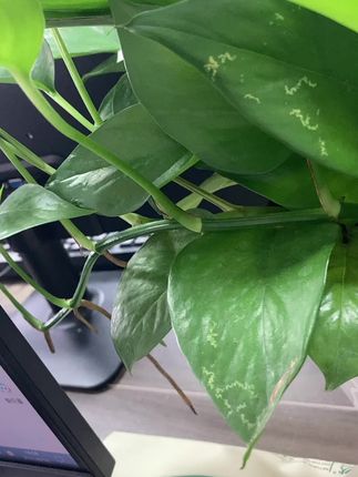 航空杯一次性杯子耐高温加厚家用塑料花纹商用茶水杯饮料饮水杯