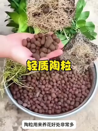 #陶粒#养花陶粒#多肉陶粒#养花小知识 #好用不贵经济实惠