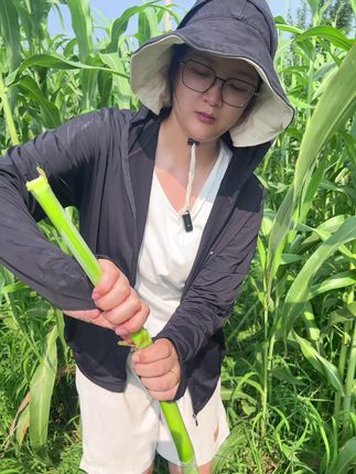 露天甜杆陆续成熟啦,清甜可口#甜杆 #甜芦粟 #芦稷 #甜高粱 #甜棒