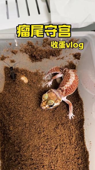 瘤尾守宫收蛋vlog#守宫爬爬 #瘤尾守宫#爬宠生活 #养爬日常vlog #宠物守宫