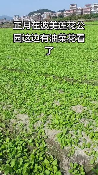 正月看油菜花,在波美新大园后面看,不用去金灶看了