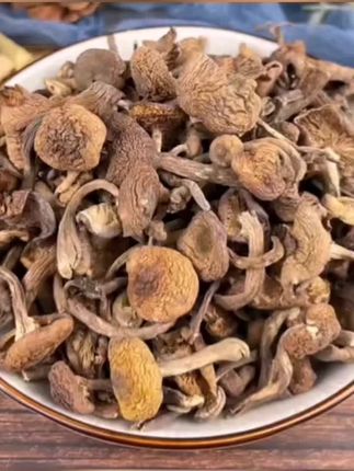 新货长白山榛蘑嫩芽东北榛蘑小鸡炖蘑菇手选去根干货食材小嫩芽