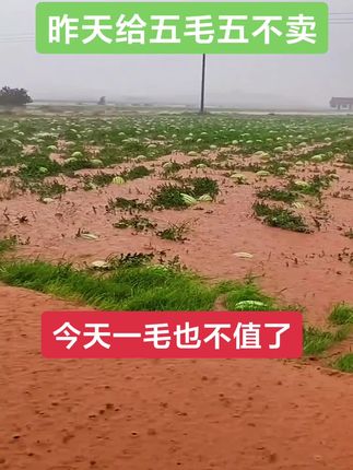 兄弟们还愿意回来一 起装瓜吗? 早知道这样就不涨了 完了完了 这几天瓜农损失不小 现在后悔还来得及吗