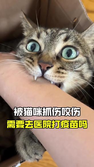 被猫咪抓伤咬伤需要去医院打疫苗吗#干货分享 #干货分享视频 #干货 #认知 #宠物知识