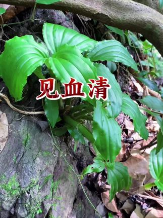 野外采收回来的新鲜见血清,看看你喜欢吗? #见血清