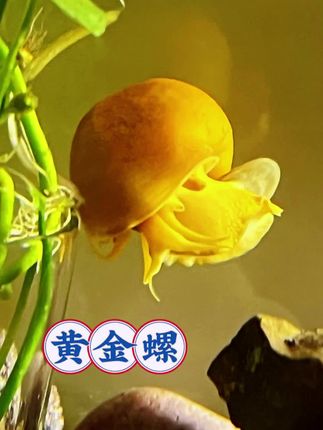 家人们!鱼缸清洁界的“黄金选手”来了!就是这只黄金螺,亮闪闪的金黄色外壳超惹眼,放缸里像藏了小元宝,颜值直接拉满! 关键它超能干!慢悠悠爬过的地方,藻类、残食全清光,还不折腾鱼,妥妥的“省心清洁工”。淡水就能养,给点菜叶或专用粮就乖乖长大,新手也能轻松hold住。 每天看它背着金壳在水里逛,又治愈又实用!想让鱼缸清清爽爽还好看的,这只黄金螺闭眼冲,绝对让你惊喜!#黄金螺 #抖音推广 #养鱼 #盘它 #鱼缸里的大自然