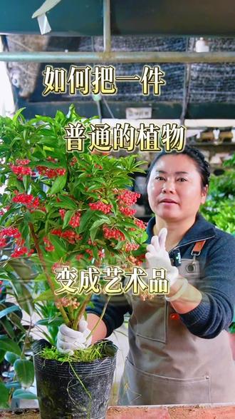 #dou上热门 如何把一件普通的花变成艺术品#绿植 #花圃 #热爱生活