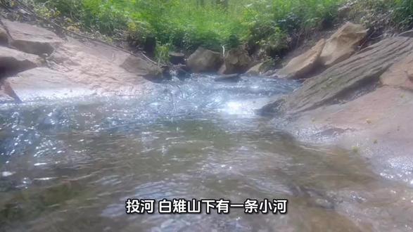 投河
白雉山下有一条小河。
河水随季节涨落,春夏雨水多,河水泛滥。
秋冬季干枯,河水细如小溪。
这条河源头有两处,一处发源于白雉山山脚下的张祖村;一处发源于董胜村。这两处河水源头上都是涓涓细流,两股细流在谢华伍村前汇合继续下流,流到陈盛湾地面,河道变宽。
陈盛湾座落在群山环绕的盆地中间。
流经陈盛湾的这条河一年中,河水多半细如溪流,村民叫这条河为港,那就叫陈盛港吧。
陈盛港平时河床浅露,
水草丰茂,也有一些深水潭,
小时候深水潭是我们捉鱼摸虾,戏水打闹的绝妙场所。
碰到春夏间洪水猛涨,港面变宽,这个时候就不是港了,从上游带下来的泥沙,浊浪滚滚,有点像黄河,可以叫陈盛河了。
几百年来,尽管陈盛河反复冲刷河床,河道基本不变,保持原始形貌,
浊浪滚滚的陈盛河不知道带走我多少纸折轮船流入花马湖,流入长江,流出长江口,小时候总以为自己折的纸轮船能流出长江口,有时做梦梦见纸轮船出海了。
自从陈盛湾发现铁矿,一切慢慢改变。
麦珍婶长手长脚,每天早上扛着长锹咚咚从我家门前经过,手上提着自家做的准备中午在露天矿山解决的午餐,嘴上高喊“走快点,走快点,不要迟到了!”
天黑时,麦珍婶又扛着铁锹咚咚从我家门前经过,手上提着空饭盒,嘴里还是高喊“走快点,走快点,我还要回去挑菜水!”。
麦珍婶就这样日复一日的从我家门前来回。
上世纪八九十年代,随着中国推进城市化,需要大量钢材。
陈盛矿山不只露天开采,同时进行地下打井开采。
多年后,陈盛湾居民在地下开采的炮声中发现水田干裂,房屋也有裂缝。
在一个秋雨绵绵的深夜,陈盛湾一户居民陷入开矿造成的地下深坑。政府强令陈盛湾居民搬迁。没有安居保障,村民自是抵制。
麦珍婶怎么也想不到,那天她和陈盛湾村民手拉手站在桥上不让政府挖机过桥去强拆村民房屋,居然被政府请来的一些穿黑西装的恶人架起来,从桥上投进了陈盛河。
这时候就不是陈盛港了,
叫陈盛港的时候,水面清澈如镜。
投河那天洪水泛滥,变了颜色,浊浪翻滚,该叫陈盛河!
陈盛河记得麦珍婶深夜从河里挑水浇菜,也曾映照过麦珍婶在河边洗衣。
陈盛河承接了麦珍婶被投下的巨大冲击力,轻轻将麦珍婶送回岸边!
多年后,麦珍婶端着稀饭坐在自家门口说“好罗行,那些穿黑西装的人心真黑呀!以前我只在电视上看到别人行凶,没想到青天白日的落到我身上!”。
最近特朗普天天喊“我要格陵兰岛”,说购买,说用武力…