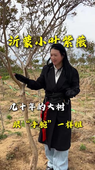 几十年的沂蒙小叶紫薇和“手腕”一样粗#紫薇 #沂蒙小叶紫薇 #慢生长