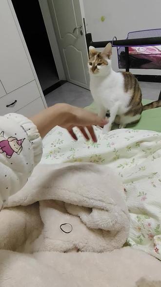 今日贵族课程——吻手礼#我的猫咪 #贵族猫 #小猫日记