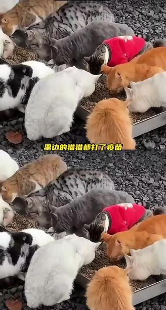 猫主题公园🐱 当地政府和公益救助站合作项目🙏🏻
#热门 #萌宠出道计划 #猫咪 #萤火虫港湾猫猫主题公园 #重庆@DOU+上热门 @DOU+小助手 @重庆文旅 @新重庆-重庆日报 @重庆观察