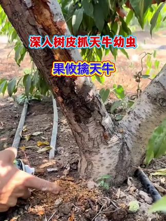 果树天牛幼虫,用果树擒天牛杀虫气雾剂 #我的乡村生活 #乡村守护人 #新农人计划 #三农 #种植小技巧