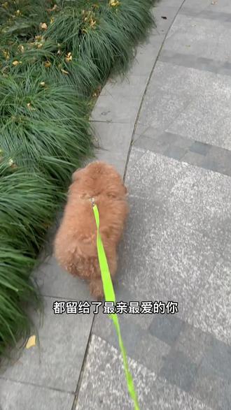 狗狗为什么见到主人会不停的摇尾巴呢?那是它摇出的多巴胺,藏着满心的想念与欢喜,短短一生里,它把所有爱意都融进了这不停摆动的尾巴尖。这一摇,就是它的一辈子。#毛孩子也是孩子 #是宠物更是家人 #日常分享