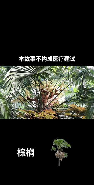 今天讲棕榈的故事#原创动画 #抖音分享视频