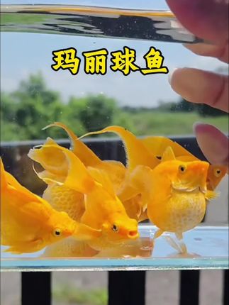 玛丽球鱼 新手养鱼闭眼冲!玛丽球鱼自带“圆滚滚萌系Buff”,皮实好养不挑食,红的像小灯笼、黑的像墨丸子,往鱼缸里一放,瞬间点亮整个水环境,每天看它们游都超治愈~#强烈推荐 #上热门 #养鱼日记 #dou上热门 #观赏鱼 @抖加🔥上热门🔥dou+🔥热点宝
