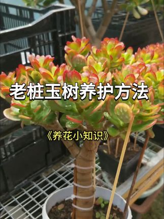 老桩玉树的养护方法#养花 #花卉绿植 #养花技巧 #多肉植物 #玉树