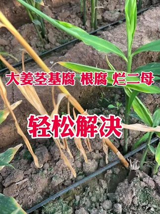 大姜茎基腐根腐烂二母,轻松解决#大姜根腐 #大姜茎基腐 #生姜种植 #种姜技术