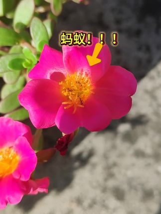 蚂蚁会破坏花花草草,有蚂蚁出没就用这个#蚂蚁药 #害虫防治 #阳台种植 #种菜小技巧 #农村日常生活
