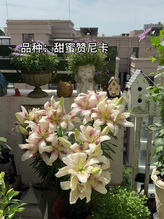 想要秋天花园里有百合花看,秋百合可以种起来#百合花