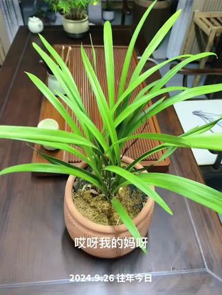 建兰真的超级好养#建兰