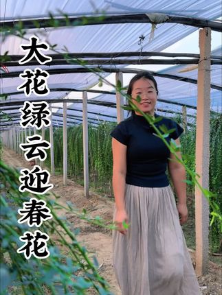 迎春花,大花绿云 迎春花,大花绿云品种#家庭园艺 #迎春花#别墅绿植#别墅花园植物#迎春花绿云