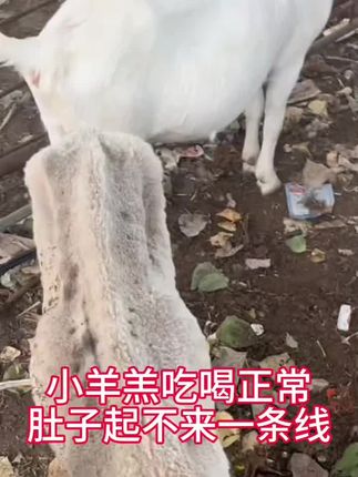 #科学养殖 #三农养殖 #农村养殖 #农村创业养殖 #养羊人
