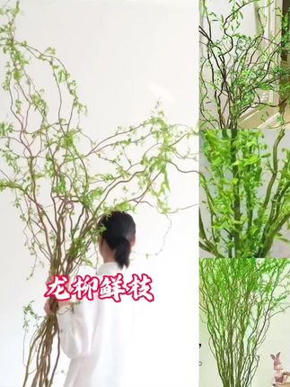 如朵新鲜龙柳鲜枝水培插花客厅水培植物四季好养绿植懒人水培植物#龙柳#龙柳鲜枝 #龙柳水培