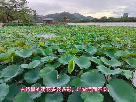 有关写荷花的古诗四首