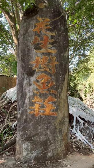 亲家带我们来看稀有的花生树来了,目前德宏州只发现这一棵,因此已被国家保护起来了。我用石头砸开一粒品尝,口感与花生一样的!